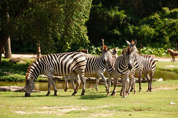  Discover the Magic of Manorville Petting Zoo: A Family-Friendly Adventure Awaits!